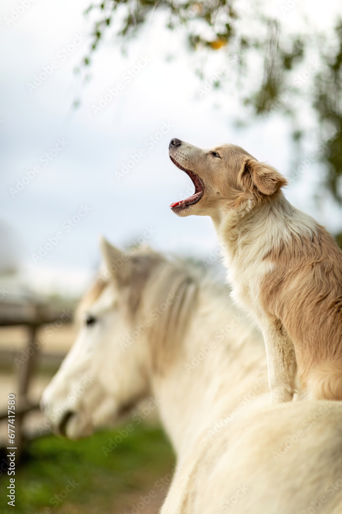 A cute border collie puppy dog sits on a beautiful icelandic horse in autumn outdoors, horse and dog concept A cute border collie puppy dog sits on a beautiful icelandic horse in autumn outdoors, horse and dog concept