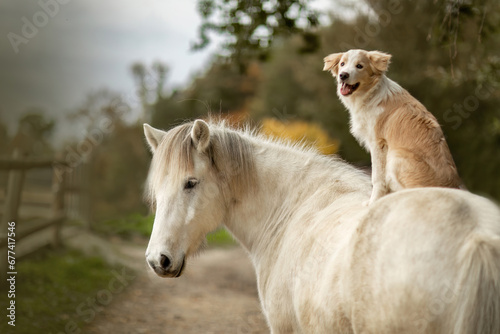 A cute border collie puppy dog sits on a beautiful icelandic horse in autumn outdoors, horse and dog concept photo