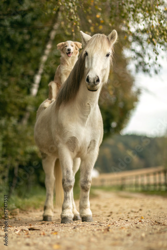 Photography A cute border collie puppy dog sits on a beautiful icelandic horse in autumn out
