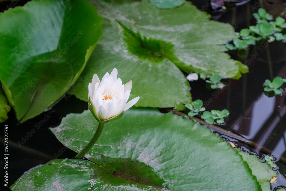 water lily with green leaf on water water lily with green leaf on water
