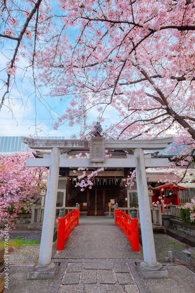 Kyoto, Japan - March 31 2023: Rokusonno shrine built in 963, enshrines MInamota no Tsunemoto the 6th grandson of Emperor Seiwa. It's one of the best cherryblossom viewing spots in Kyoto Kyoto, Japan - March 31 2023: Rokusonno shrine built in 963, enshrines MInamota no Tsunemoto the 6th grandson of Emperor Seiwa. It's one of the best cherryblossom viewing spots in Kyoto