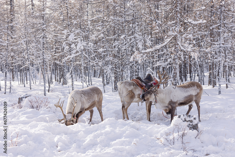 Obraz premium deer in winter