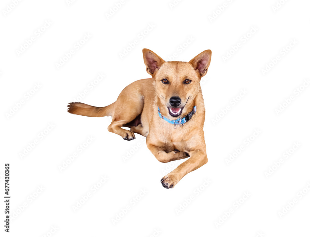 Single brown dog sit and looking at camera isolated on white  background , clipping path