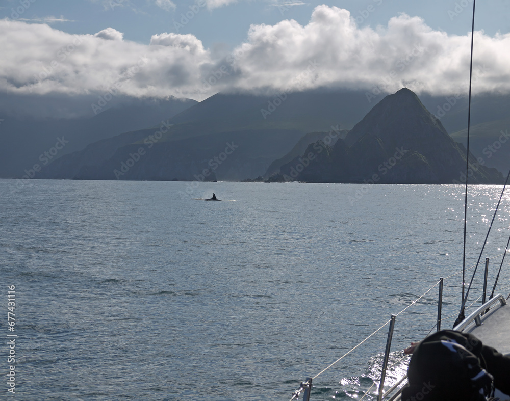 Whale watching on Kamchatka form the sail yacht, encounter with big black female orca killer whale with tall fin on rocky coast background
