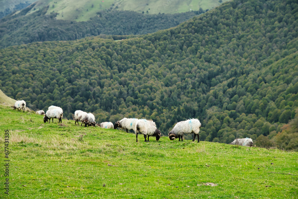 Flock of Latxas or Manech sheep in the green mountains of the Pyrenees of the French Basque country and Spain, autochthonous breed of the region. 