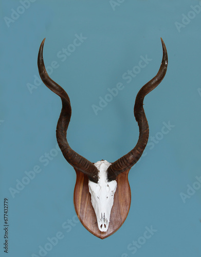 Cuadro en lienzo Kudu antlers done in an European mount style taxidermy hanging on a pale blue wall