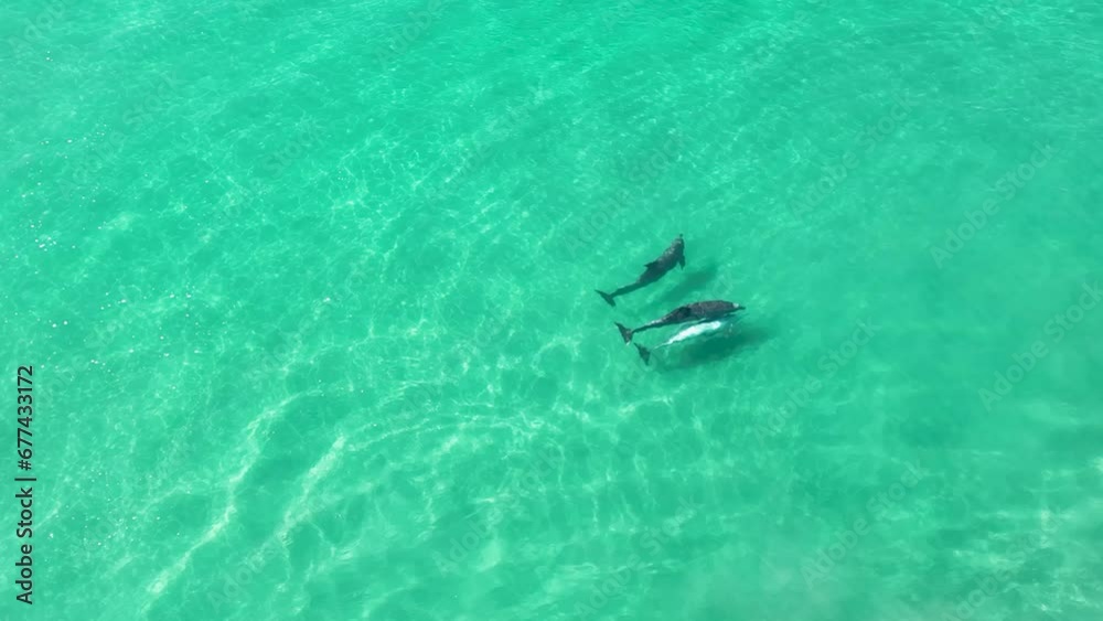 Dolphins Swimming At San Diego In California United States. Wildlife Scenery. Wild Sea Animals. Dolphins Swimming At San Diego In California United States. 