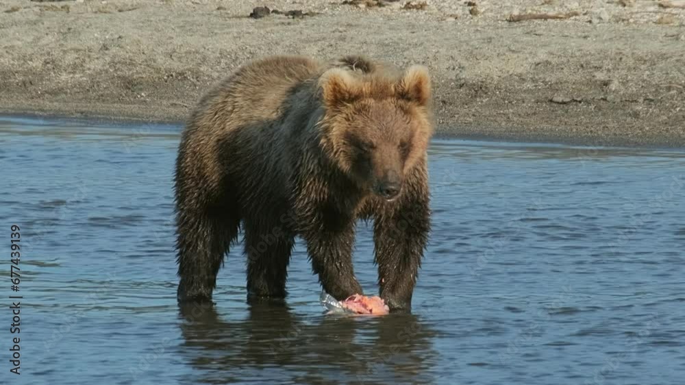 Brown bear eating a caught salmon, Kamchatka, Russia Brown bear eating a caught salmon, Kamchatka, Russia
