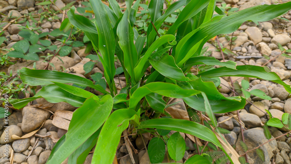 Fototapeta premium medicinal plant Boesenbergia rotunda
