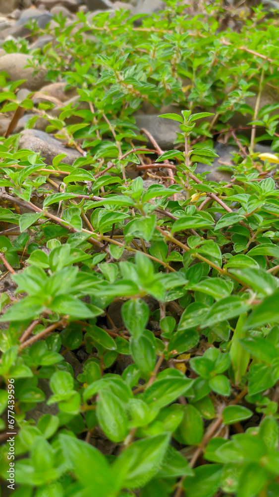 portrait of vines of green grass on the rocks portrait of vines of green grass on the rocks
