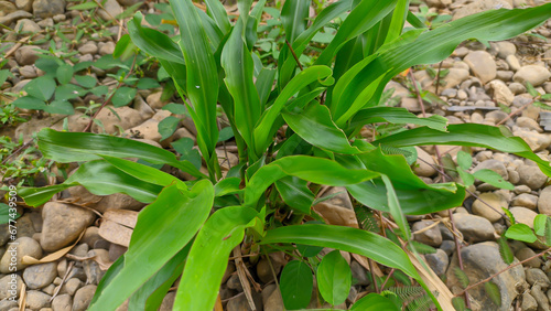 medicinal plant Boesenbergia rotunda