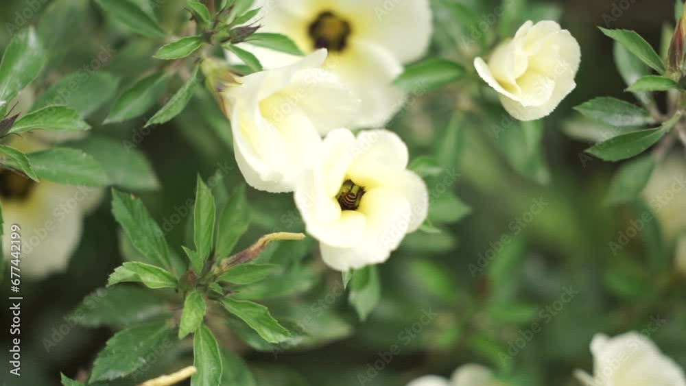 a honey bee hovering over white flower closeup. a bee is sucking honey from flowers a honey bee hovering over white flower closeup. a bee is sucking honey from flowers