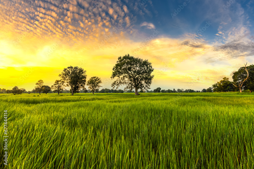 The rice fields are full, waiting to be harveste at countryside with sunset. Farm, Agriculture concept. The rice fields are full, waiting to be harveste at countryside with sunset. Farm, Agriculture concept.