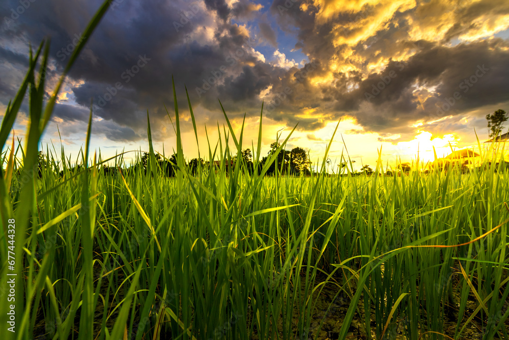 Fototapeta premium The rice fields are full, waiting to be harveste at countryside with sunset. Farm, Agriculture concept.