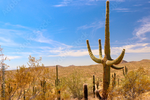 In the photograph of beautiful and majestic Saguaros cacti in the bright sunlight of the Arizona desert  the scene is bathed in the intense glow of the sun  capturing the essence of the Sonoran Desert