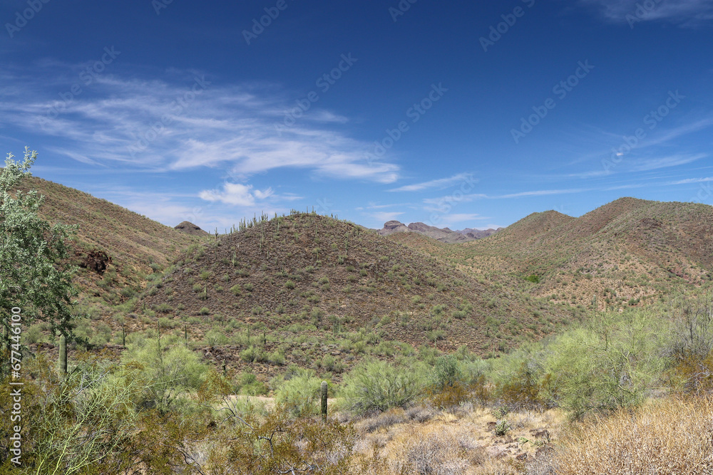 The saguaros (Carnegiea gigantea) dotting these hills create a distinctive and picturesque landscape of the Sonoran Desert near Phoenix Arizona.