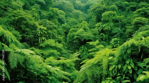 a dense green forest with ferns