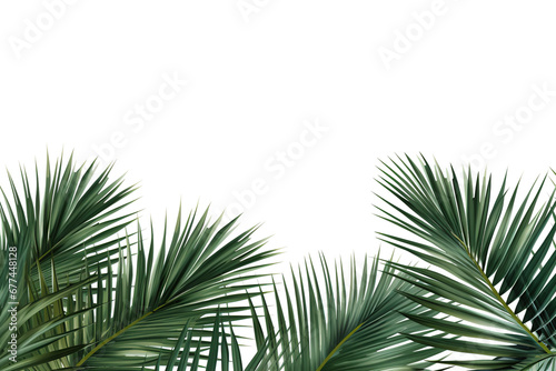 border of coconut palm foliage isolated white background