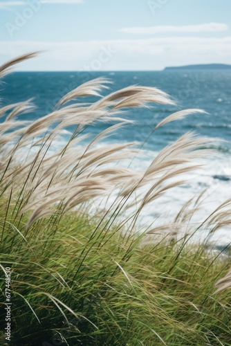 a grass with a body of water in the background