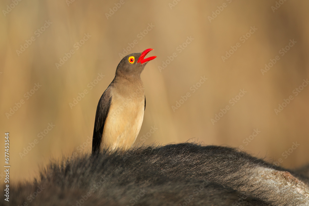 A red-billed oxpecker (Buphagus erythrorhynchus) on a buffalo, Kruger National Park, South Africa. - obrazy, fototapety, plakaty 
