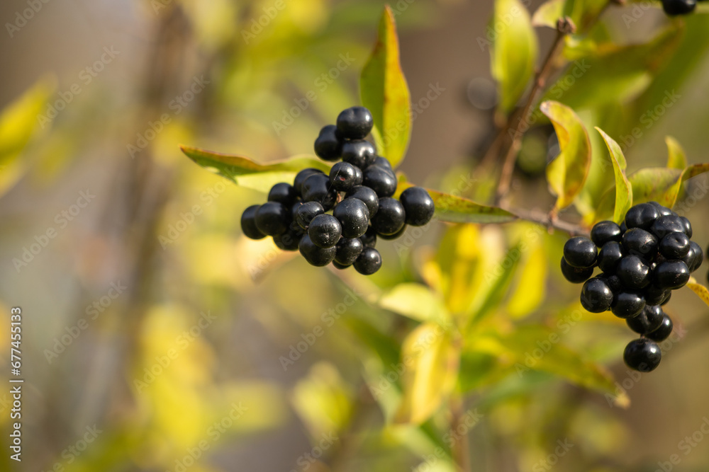 Elderberry black round berries on the tree, autumn Elderberry black round berries on the tree, autumn