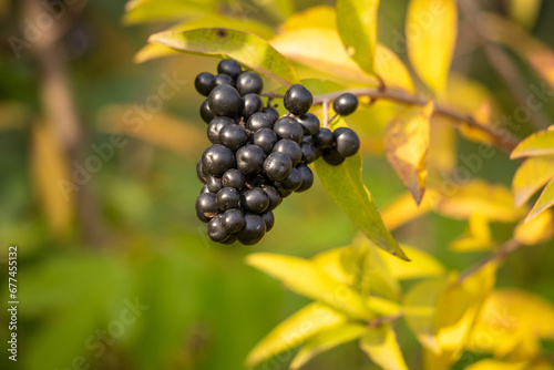 Elderberry black round berries on the tree, autumn