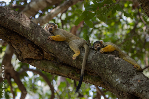Bored squirrel monkeys