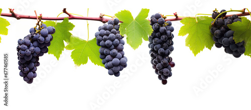 red grapes on a branch with leaves isolated on a white background,Full depth of field.