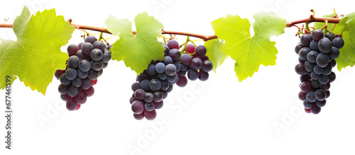 red grapes on a branch with leaves isolated on a white background,Full depth of field.