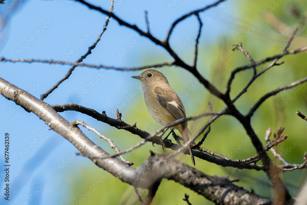 Fototapeta premium ジョウビタキ