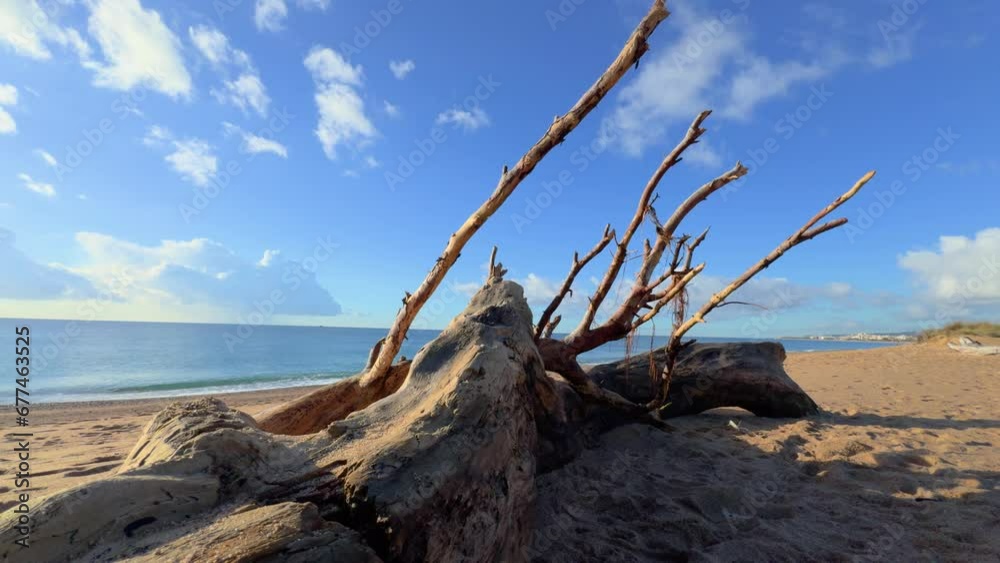 Trunk of a tree on a beach, virgin, without people, smooth shot with Gimbal Trunk of a tree on a beach, virgin, without people, smooth shot with Gimbal
