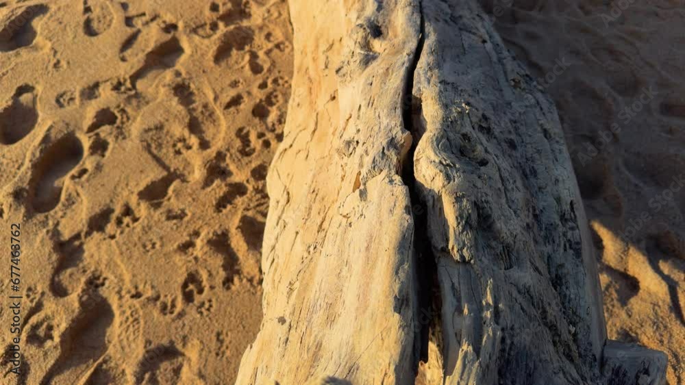video shot recorded with a very smooth gimbal of a tree trunk on the beach