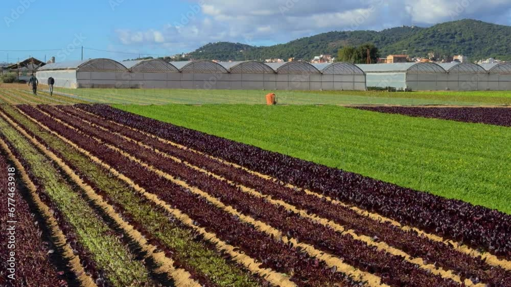 Outdoor lettuce cultivation field, iceberg endive, blue sky, purple lettuce sprouts, organic and natural food with greenhouses behind Outdoor lettuce cultivation field, iceberg endive, blue sky, purple lettuce sprouts, organic and natural food with greenhouses behind