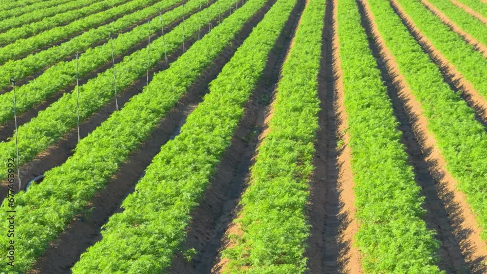 close-up of lettuce plantation in diagonal rows, organic cultivation close-up of lettuce plantation in diagonal rows, organic cultivation