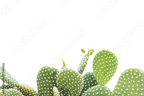 White dotted bunny ears cactus with blank space for text