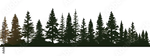 Pine Trees Silhouettes.Evergreen coniferous forest soil photo