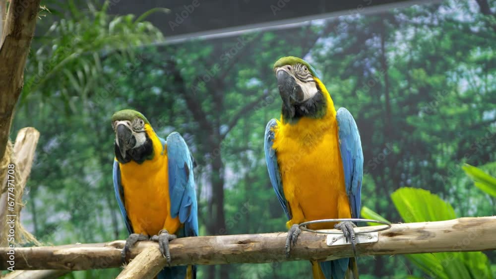 Two blue-and-gold macaws perching on a man-made branch are looking around and squawking inside a zoo in Bangkok, Thailand. Two blue-and-gold macaws perching on a man-made branch are looking around and squawking inside a zoo in Bangkok, Thailand.