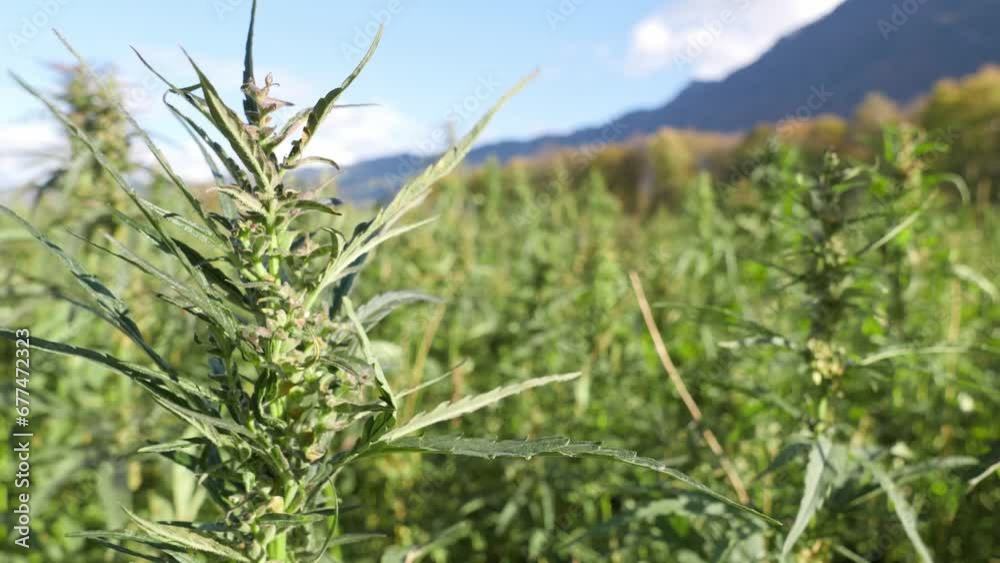 The hemp fields ripple in the breeze at dawn The hemp fields ripple in the breeze at dawn
