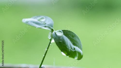 Watering a newly germinated seedling by dropping droplets of water to give it nourishment and make it grow. photo