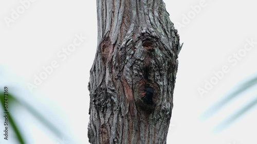 A very small entrance to its nest then the falconet arrives as it feeds then looks back, Black-thighed Falconet Microhierax fringillarius, Thailand photo