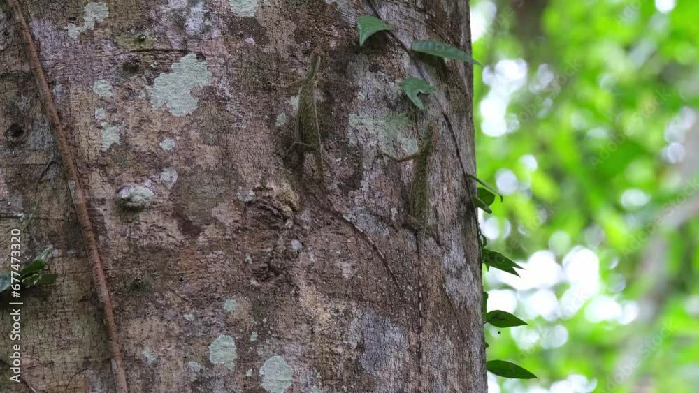 Camera zooms out as these two are doing their mating ritual, Blanford's Flying Dragons Draco blanfordii, Thailand Camera zooms out as these two are doing their mating ritual, Blanford's Flying Dragons Draco blanfordii, Thailand