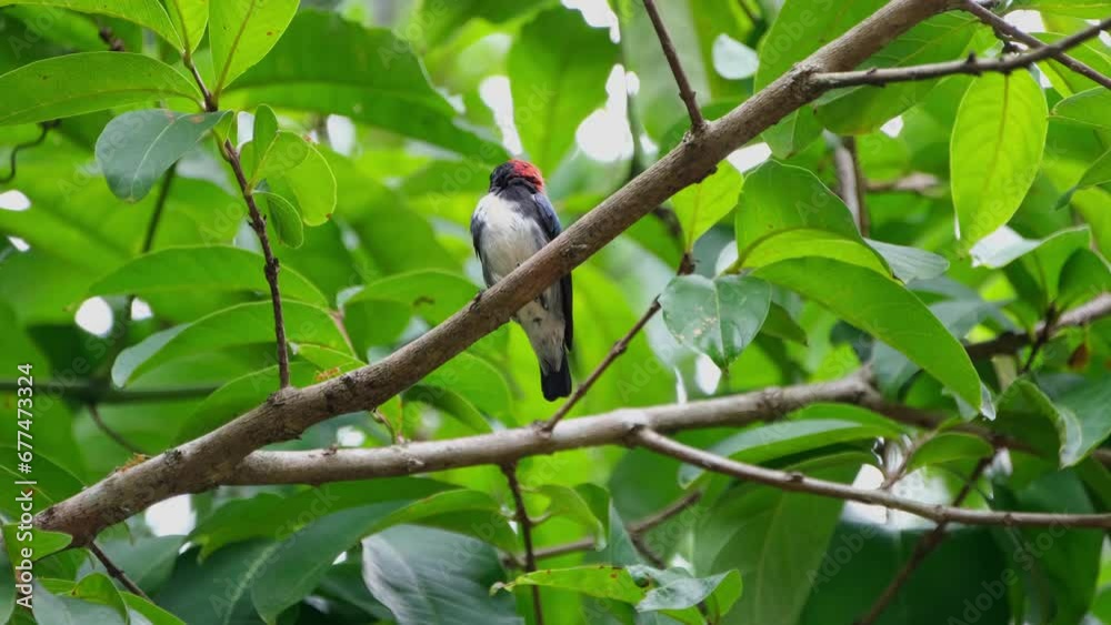 A male individual perched on a branch with ants as it flicks them away, Scarlet-backed Flowerpecker Dicaeum cruentatum, Thailand A male individual perched on a branch with ants as it flicks them away, Scarlet-backed Flowerpecker Dicaeum cruentatum, Thailand