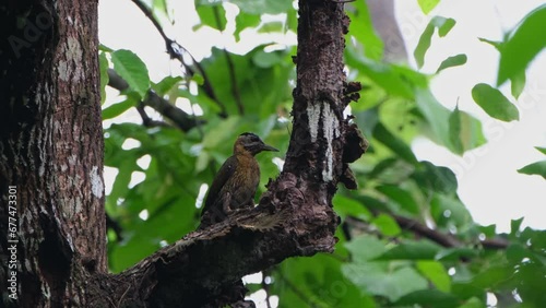 Wallpaper Mural Working hard to take away materials so it can reach the desired insects it wants to eat, Laced Woodpecker Picus vittatus Female, Thailand Torontodigital.ca