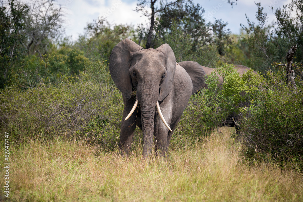 Fototapeta premium African elephant with big tusks