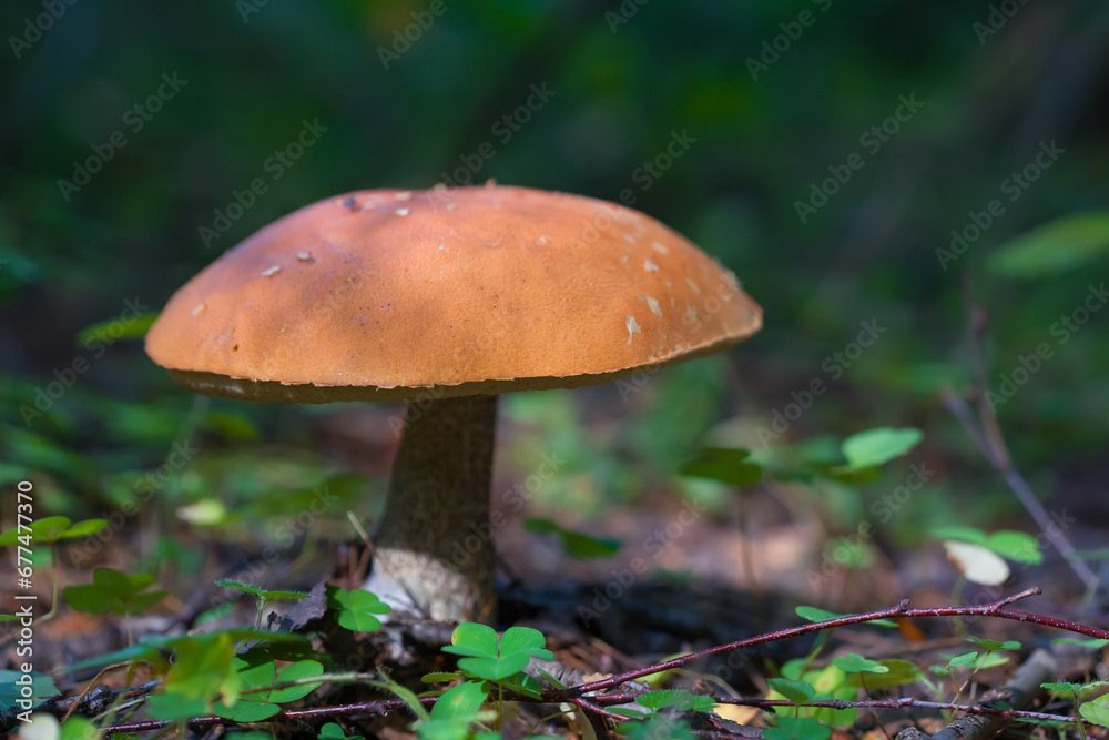 Defocused background with shallow depth of field. Edible mushroom grows in its natural environment. Defocused background with shallow depth of field. Edible mushroom grows in its natural environment.