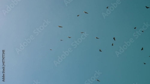 Vultures Soaring In A Blue Sky