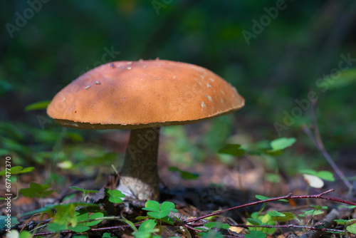 Defocused background with shallow depth of field. Edible mushroom grows in its natural environment.