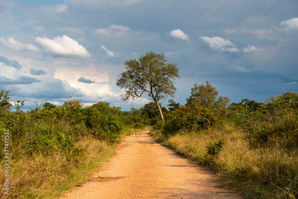 African savannah landscape African savannah landscape