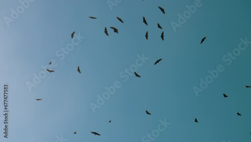 Black Vultures Flying In Blue Sky photo