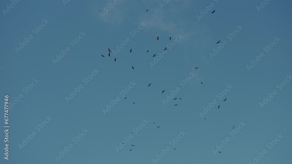 Black Vultures In Flight In Argentina Black Vultures In Flight In Argentina